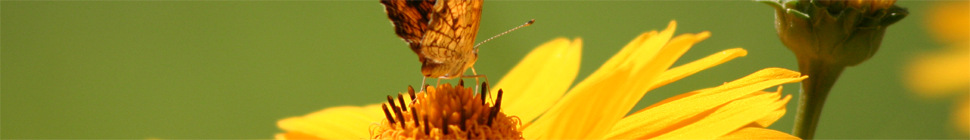 Holly Witteman random header image